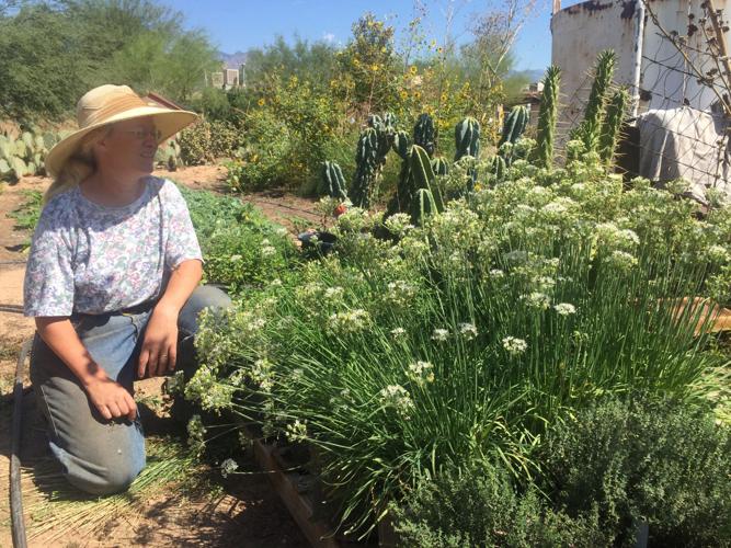 Herb area with flowering chives