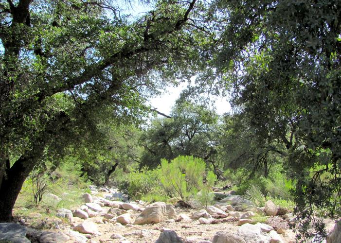 Woodland in Catalinas