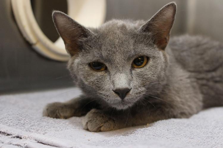 Adopt A Friend: Sally