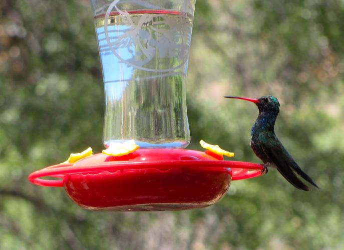 Hummingbird at feeder