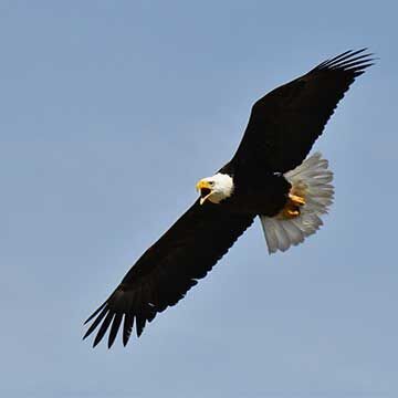 AZGFD biologists rescue bald eagle ahead of Fourth of July