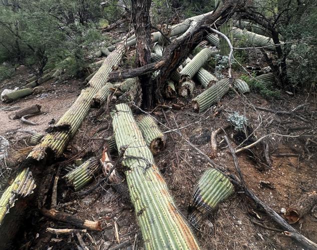 Saguaros in Sabino toppled after Tucson storms
