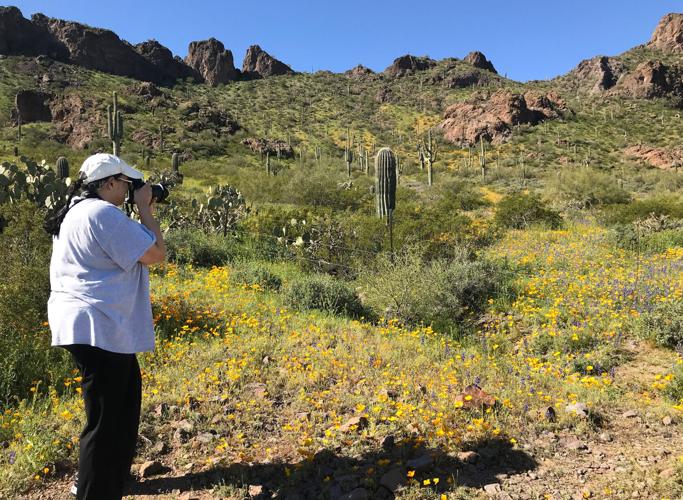 Picacho Peak, wildflowers, 2023