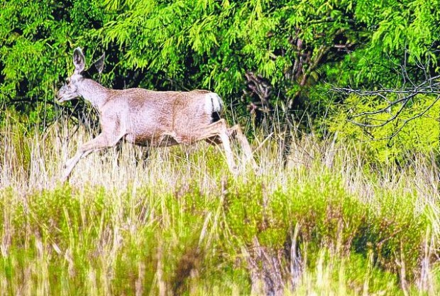 Agua Caliente Park: Tucson's oasis  