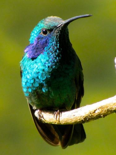 Birding_3.jpg