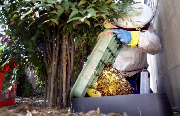 Bee-removal firms busy dislodging S. Ariz. swarms    