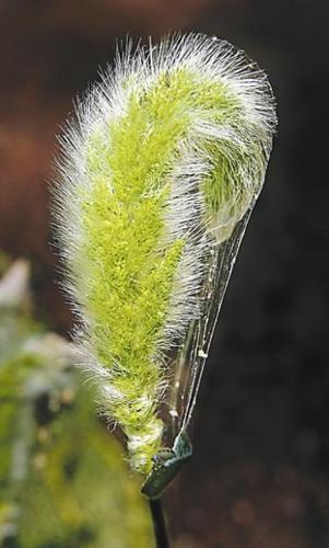 Cobra Ranch: An environmental godsend  