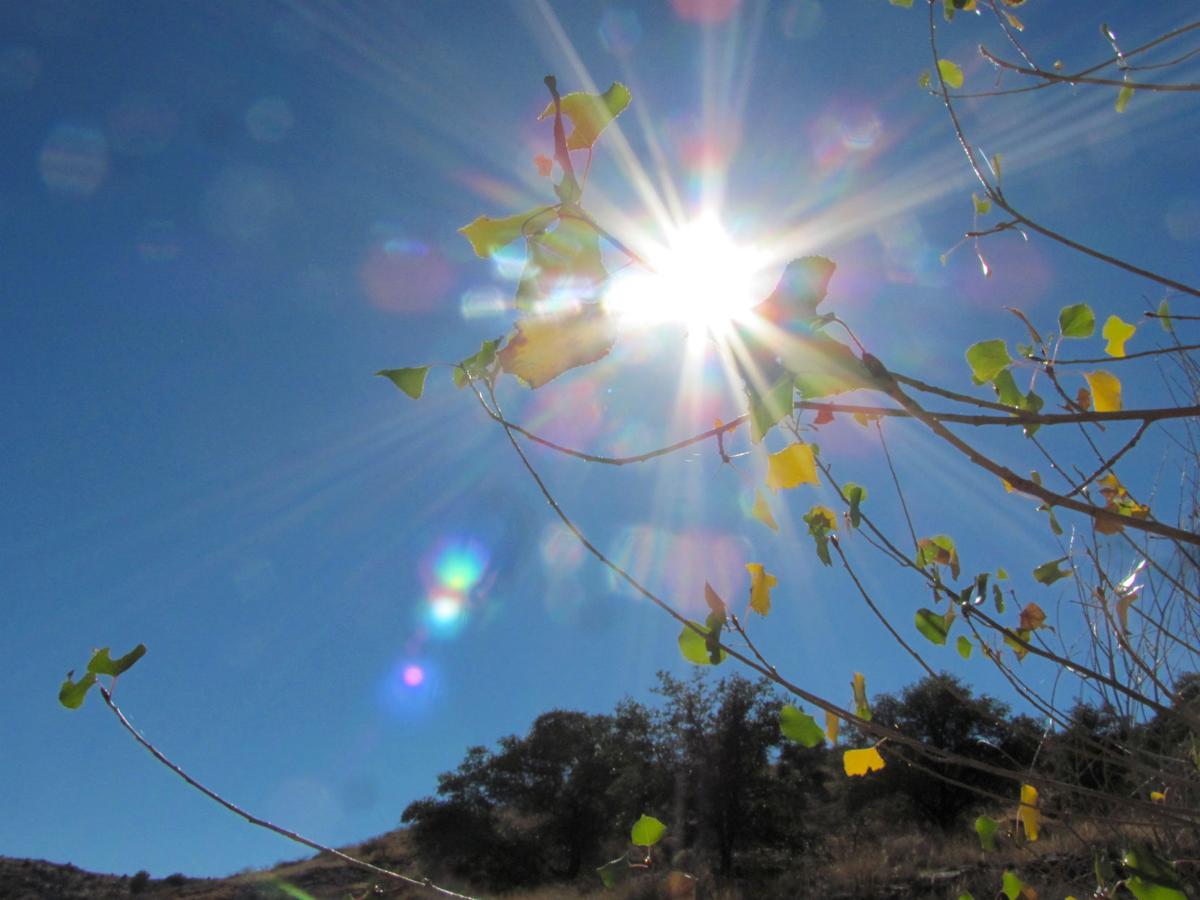 Leaves in a sunburst