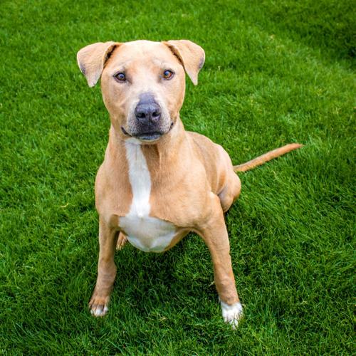 Adopt A Friend: Charger