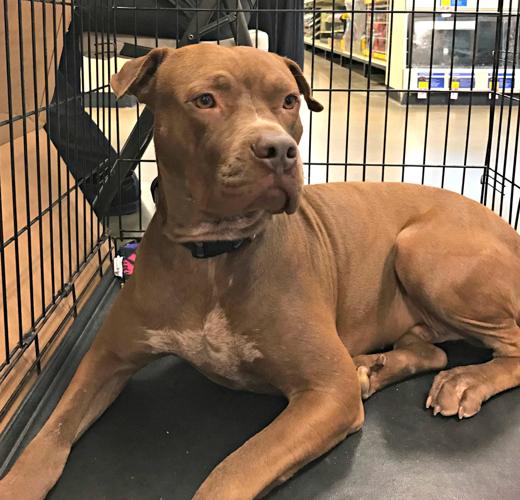 Adopt A Friend: Miles