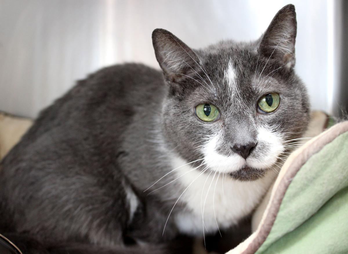 Adopt a Friend - Shaggy
