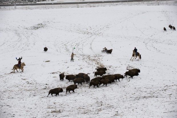 Animal shots of the week