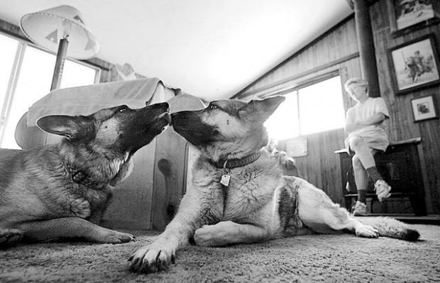 Border crossers appear guilty of blinding dog with pepper  