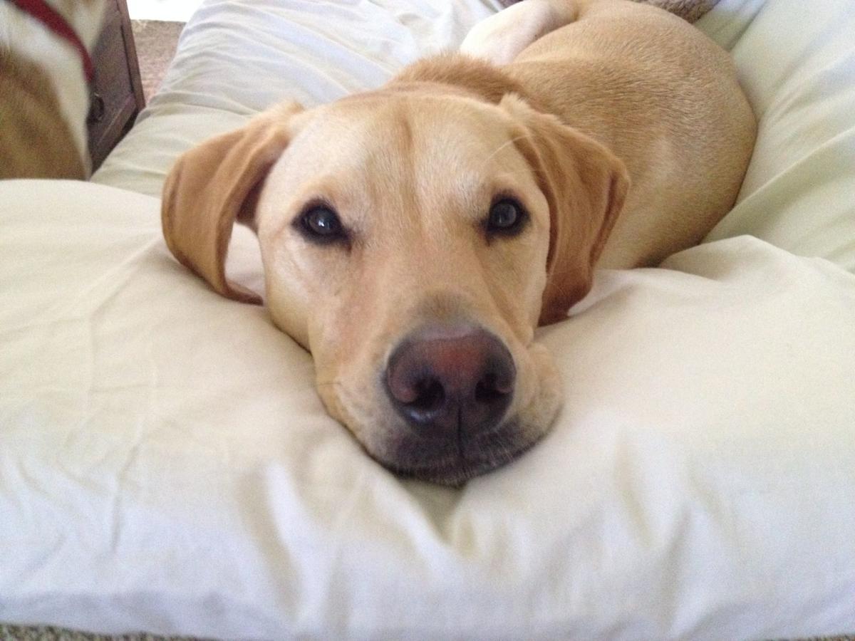 Hotel Chains With Pet Programs:  "Purrfect" for Pampering Pets (image)