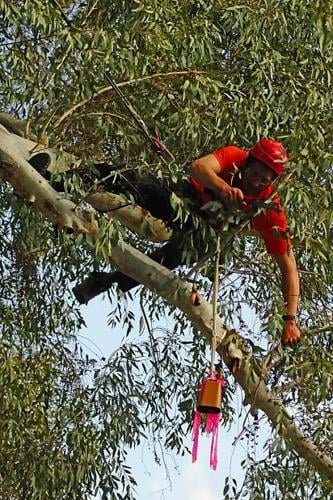Arizona's best will show there's more than 1 way to climb a tree   
