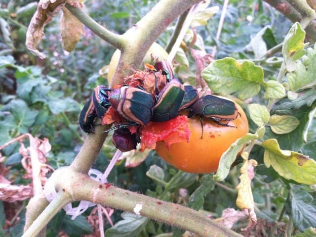 Garden Sage: Fig beetles