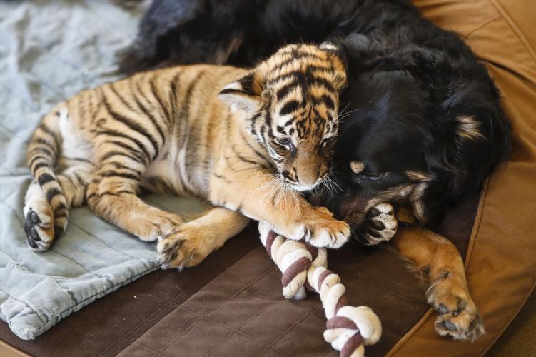 Cincinnati Zoo Tiger Cubs
