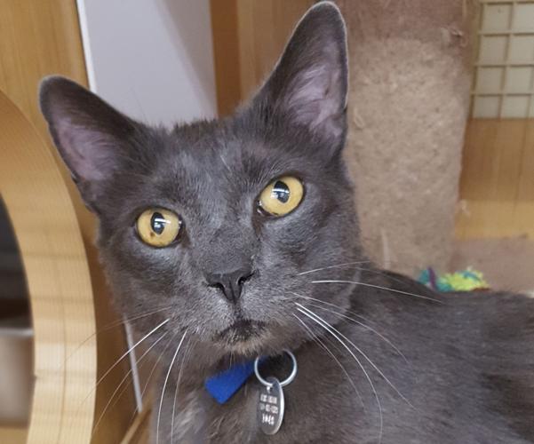 Adopt a Friend: Kitty Boy