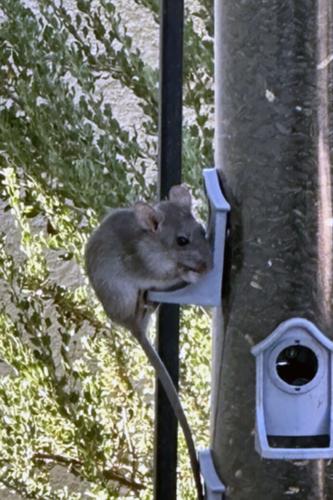 Sam Hughes has a rat problem, and it could spread across Tucson