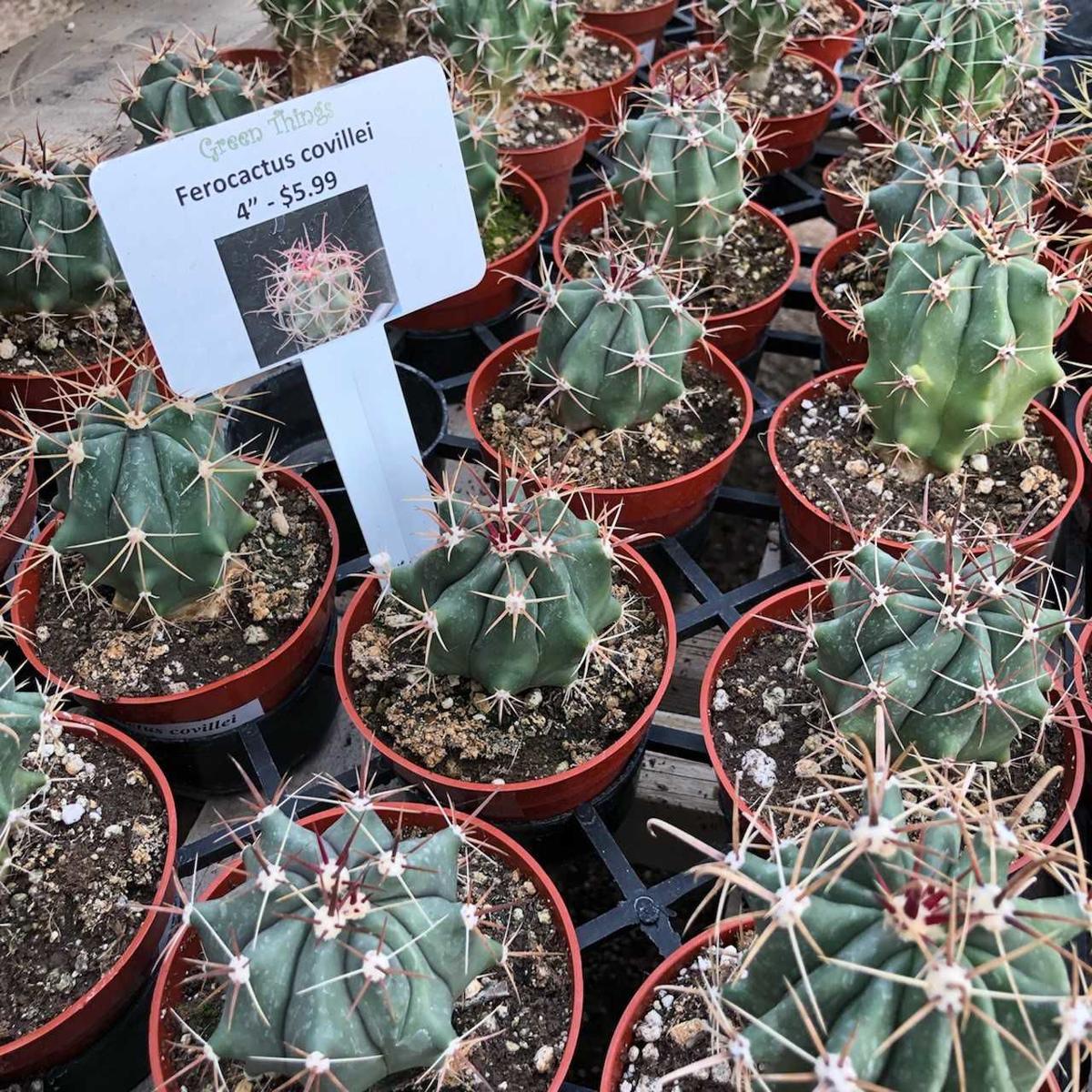 Cactus Of The Month 3 Reasons We Love This Little Barrel Cactus Tucson Life Tucson Com