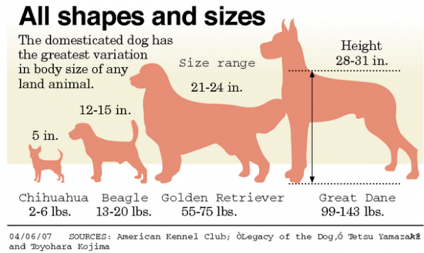 Study locates DNA regulating dog-breed sizes  