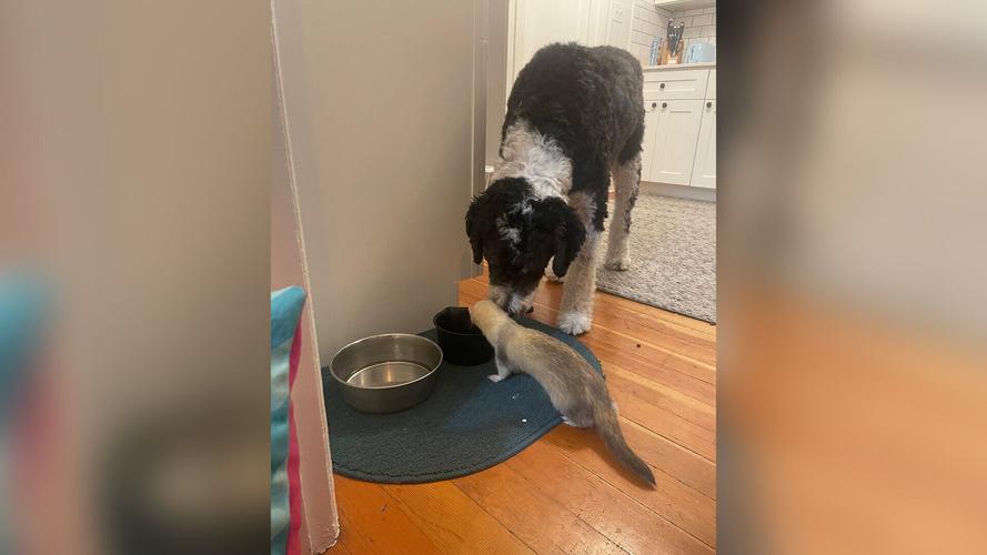 Wombats, snails, ferrets: The animals that brought us joy during the pandemic