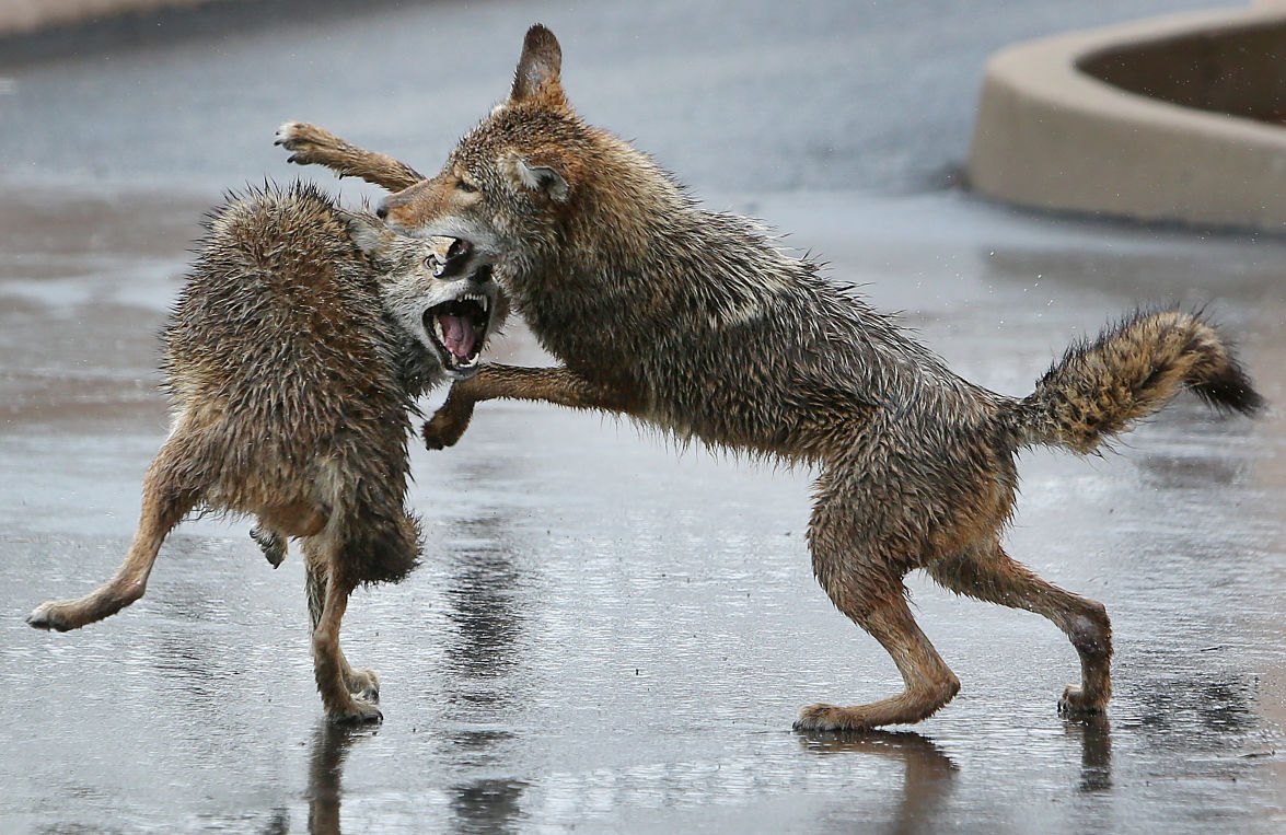 Arizona Photojournalism award-winners