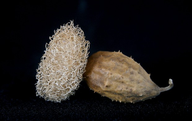 Store puts down roots at new Campbell Ave. site   