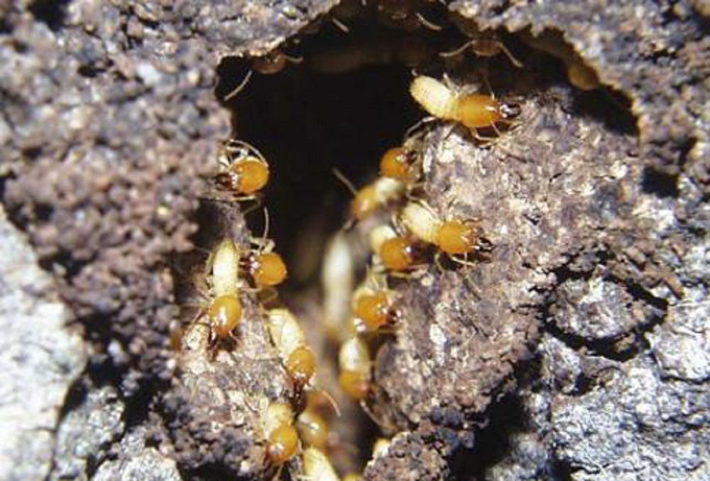 Subterranean Termites: The Danger Underground | Home-and-garden ...