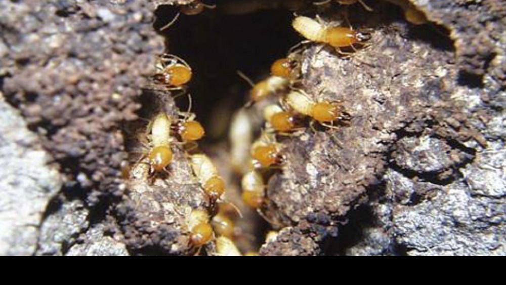 Subterranean Termites The Danger Underground Home And Garden