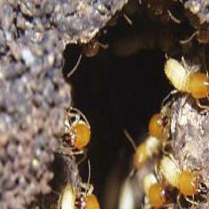 subterranean termites the danger underground home and garden tucson com