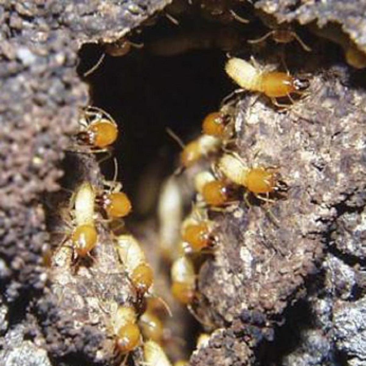 subterranean termites the danger underground home and garden tucson com