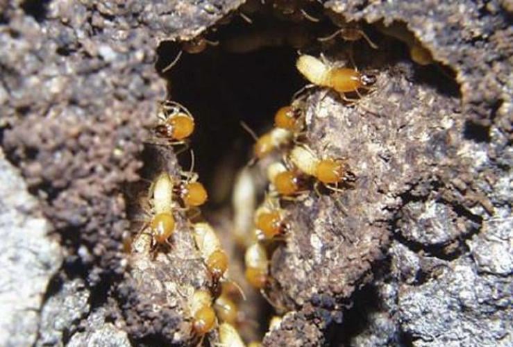 Subterranean-Termites.jpg
