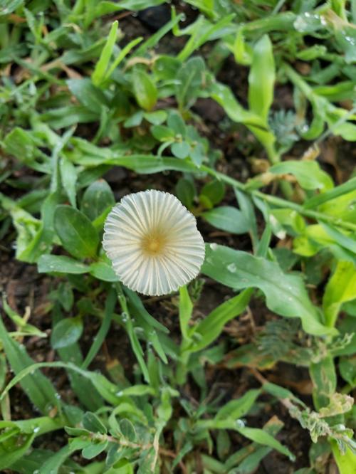 A flower from Ft Lowell park