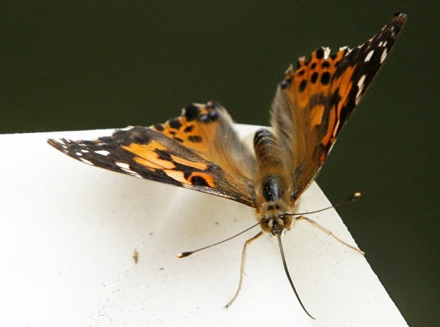Integrative Touch's family event is all about butterflies    