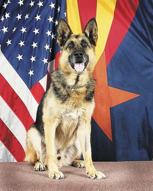 why do military dogs outrank their handlers