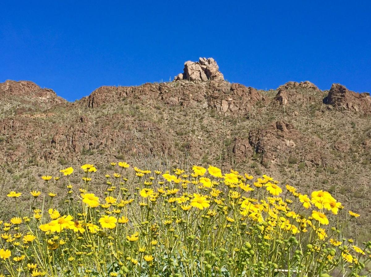 Tucson Mountains in bloom