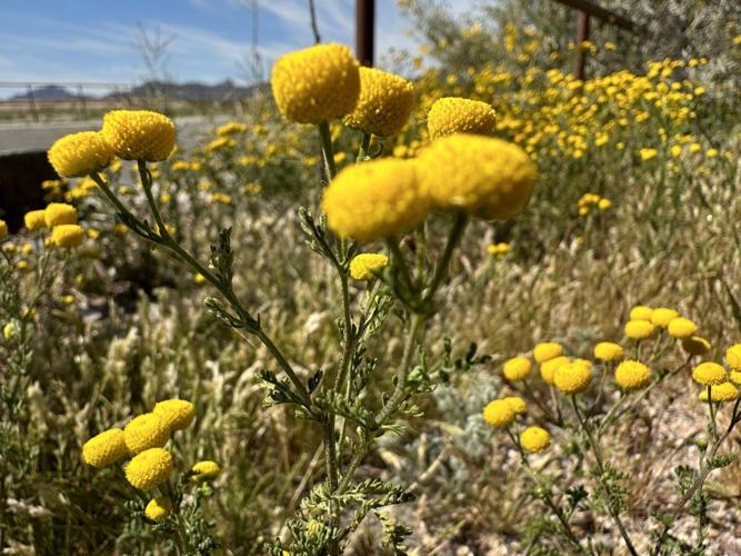 Stinknet: A smelly invasive plaguing Tucson