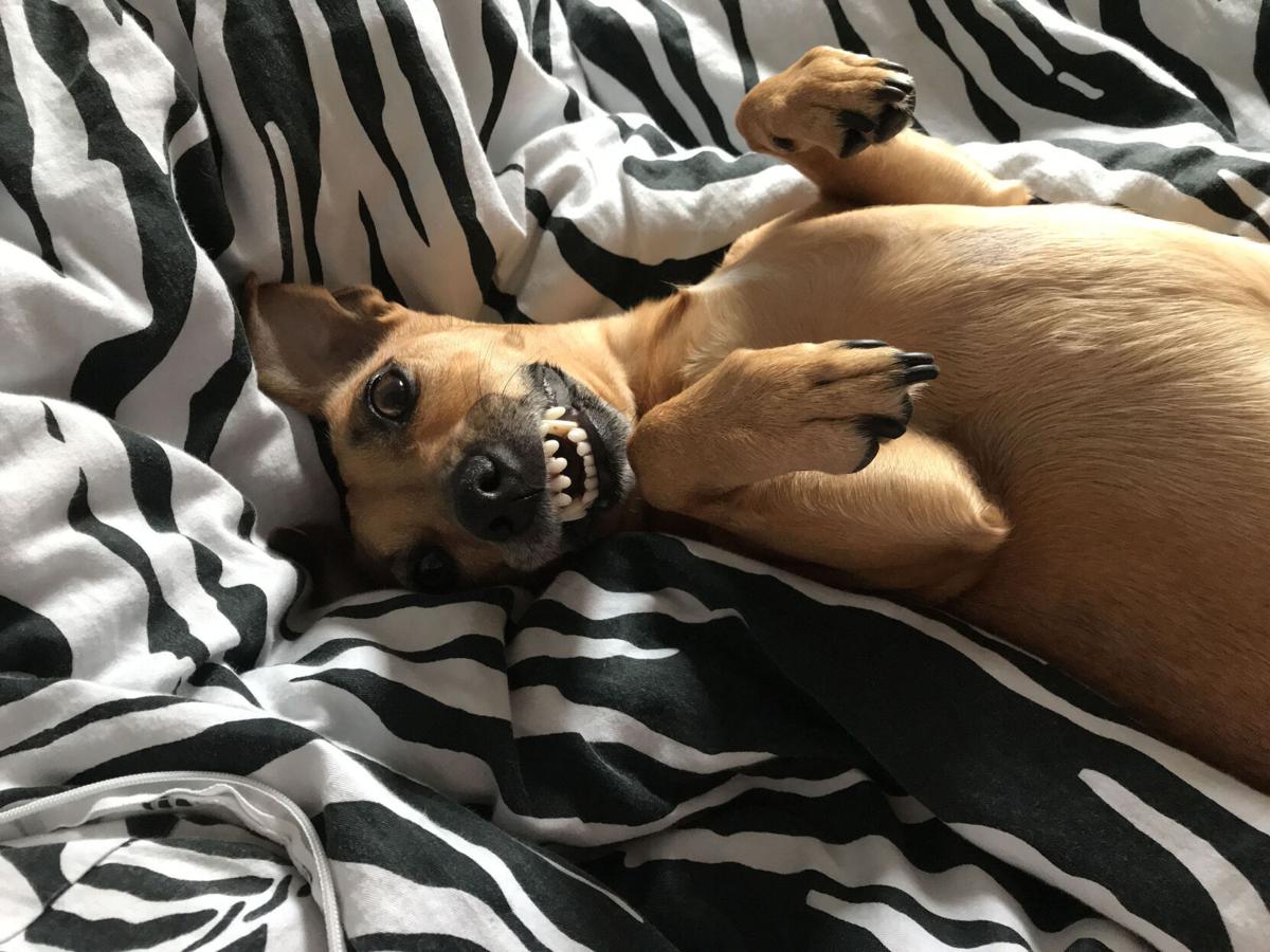 LIFE-my-pet-world-DMT