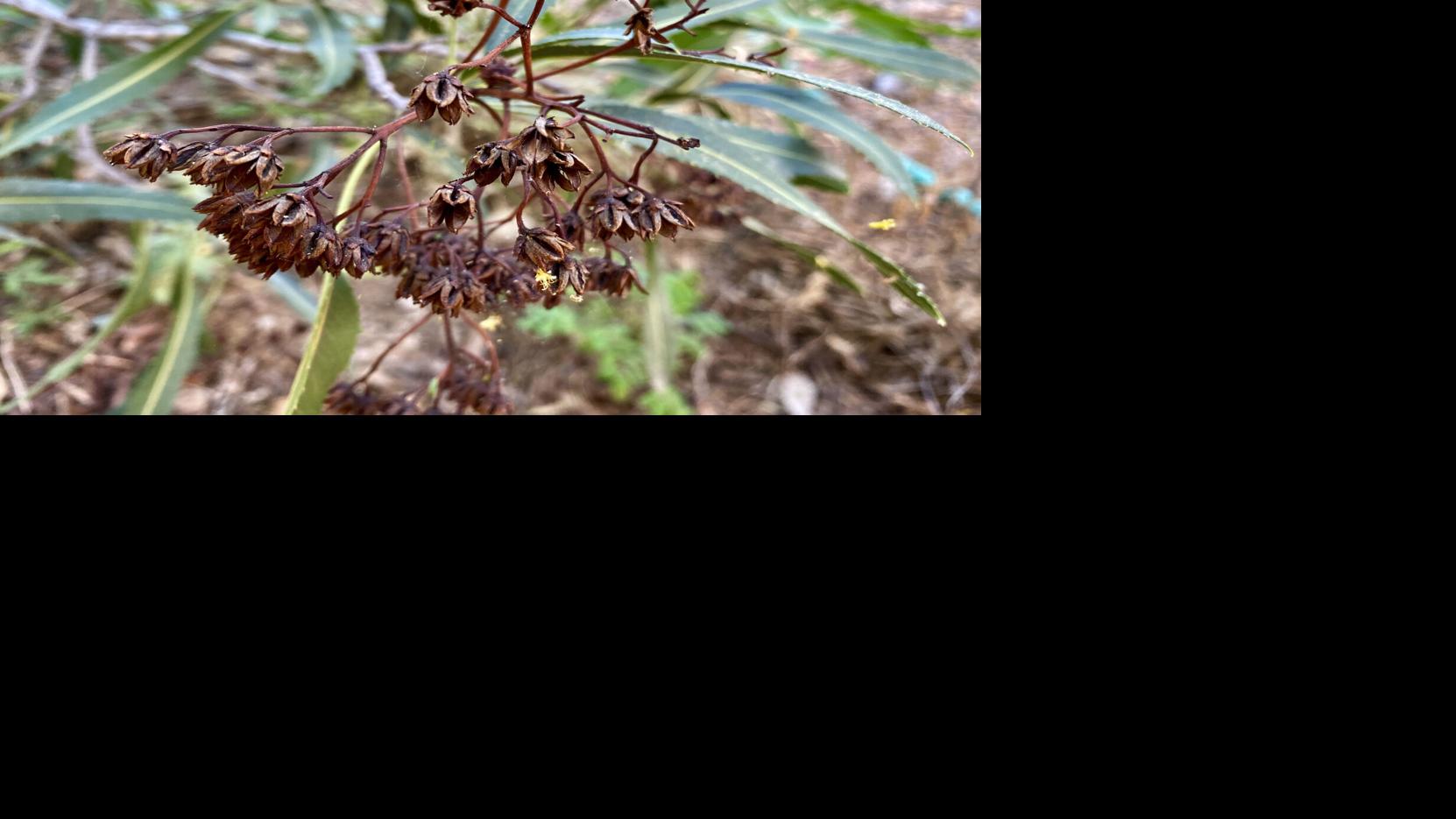 Arizona rosewood seedheads