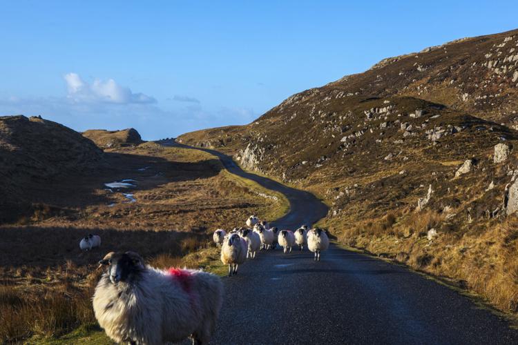 Mountain sheep on the road to Bunglass, Slieve League, Donegal, Ireland.