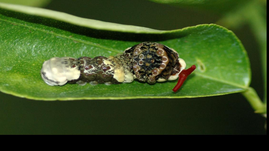 Orange dog caterpillars