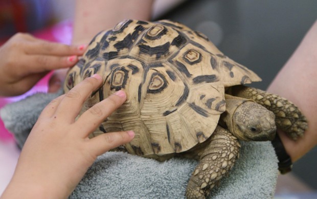 Programa de Reid Park Zoo lleva animales a las escuelas    