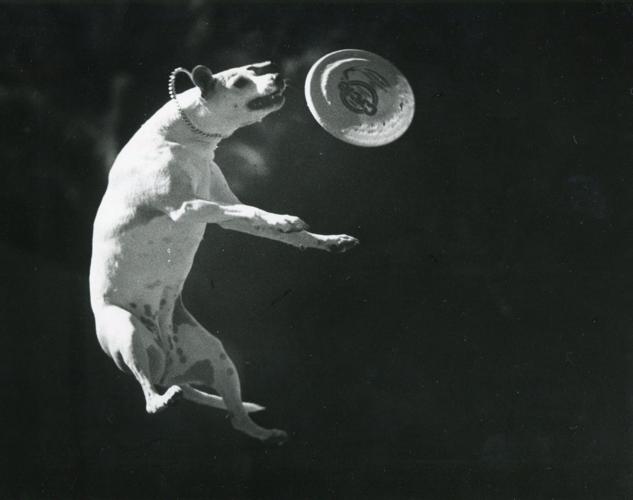 Taking flight (1988)