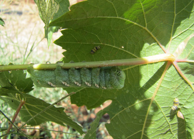 Hornworm pest