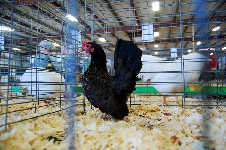 Pima County Fair's poultry show