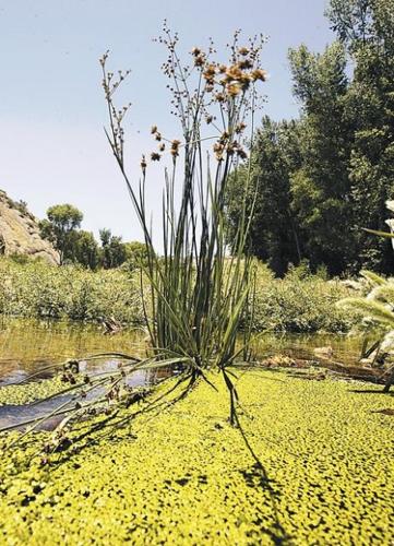 Cobra Ranch: An environmental godsend  