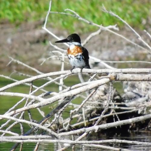 Beyond the Surface: Life Inside a Spring