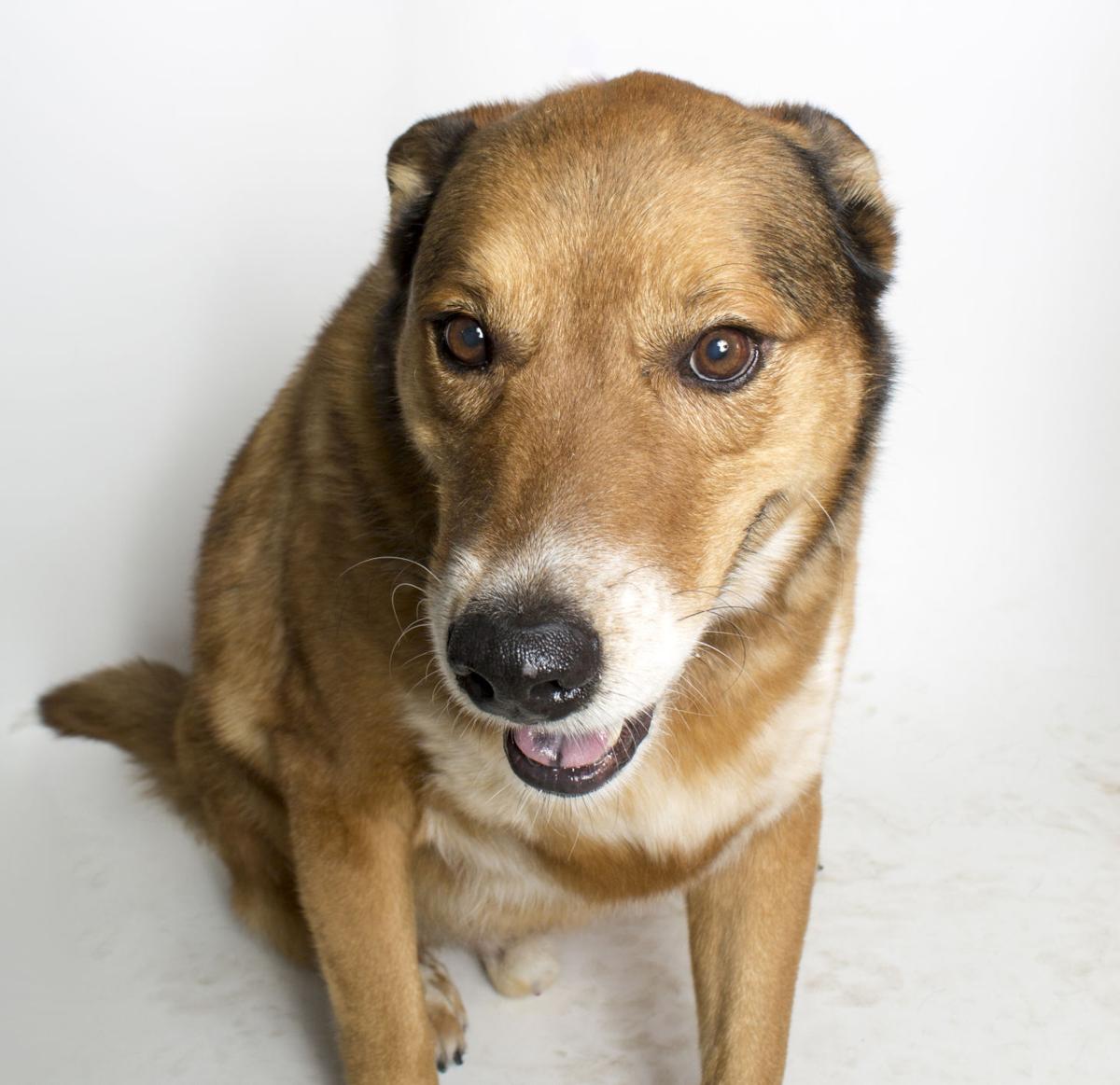 Adopt a Friend - Sunny