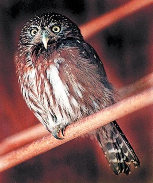 U.S. seeks to delist Arizona's pygmy owl  